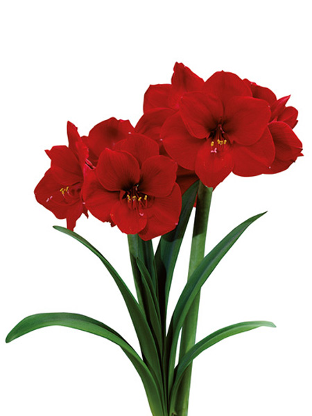 Amaryllis